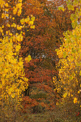 Autumn forest with colorful foliage.