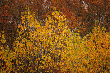 Autumn forest with colorful foliage.