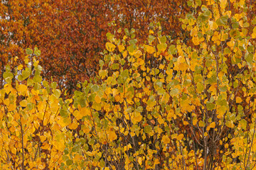 Autumn forest with colorful foliage.