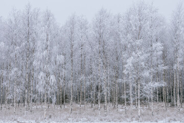 Frosty tree in a wintry landscape