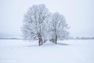 Frosty tree in a wintry landscape