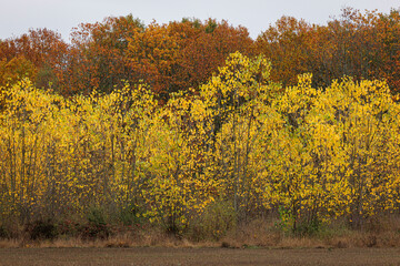 Autumn forest with colorful foliage.