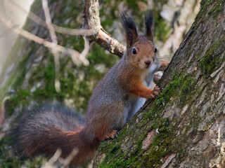 A red squirrel sits on a tree branch.