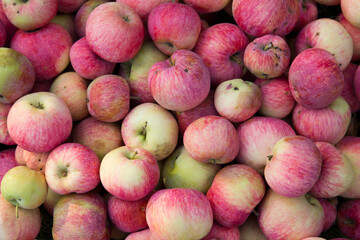 The harvested crop of ripe apples