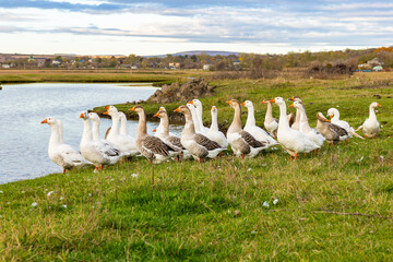 Peaceful rural landscape with a flock of white geese bathing and swimming in a small pond surrounded by green fields and village houses on a sunny countryside day.