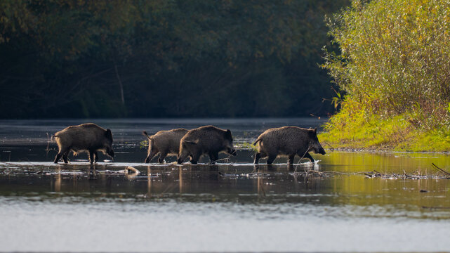 Wild boars crossing the Vistula River in Poland