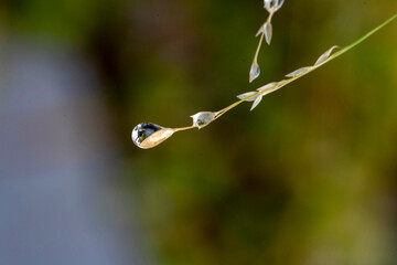 Morning Dew Drop on the Plants Stem