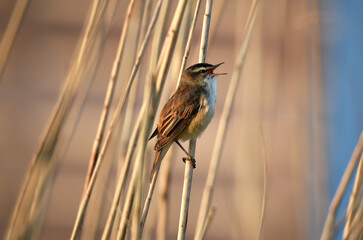 Schilfrohrsänger im Schilf