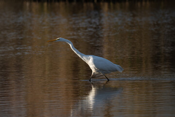 Great egret, Ardea alba, single bird in water, Poland