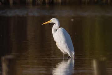 Great egret, Ardea alba, single bird in water, Poland