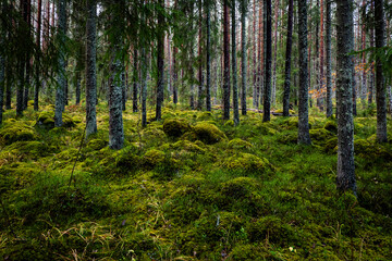 Obraz premium Forest in late autumn