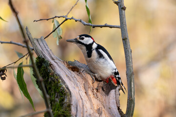 Great spotted woodpecker (Dendrocopos major)