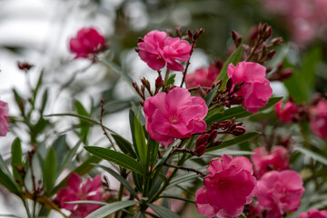 Pink oleander (Nerium oleander) flowers