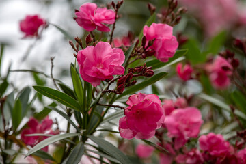 Pink oleander (Nerium oleander) flowers