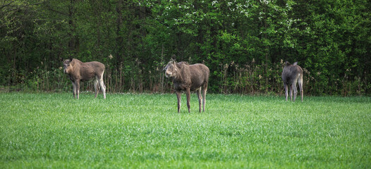 Moose grazing in a meadow near the forest. A family of moose.