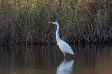 Great egret, Ardea alba, single bird in water, Poland