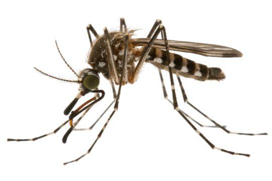 Detailed macro view of a mosquito showcasing its intricate anatomy, highlighting the insect's features and potential for scientific study.