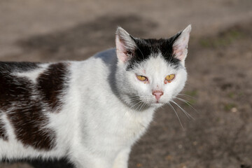 White cat on the green grass.