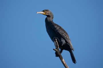 Great cormorant, Phalacrocorax carbo, single bird on branch, Poland