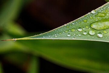Water Drops on a Leaf