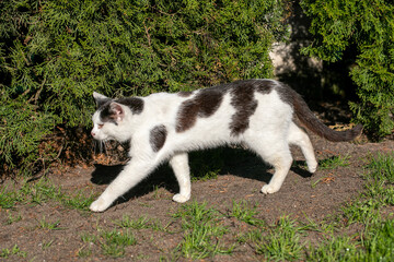White cat on the green grass.
