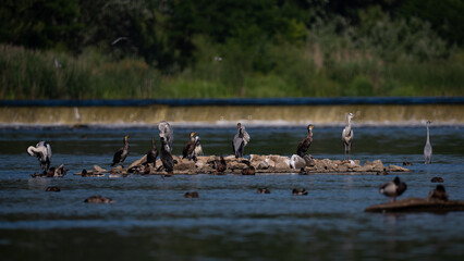 Cormorants and herons on the Narew River in Poland