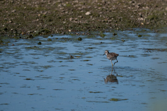 Wood sandpiper tringa glareola