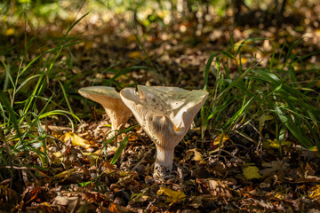 Mushrooms growing in Sussex woodland, on a sunny autumn day
