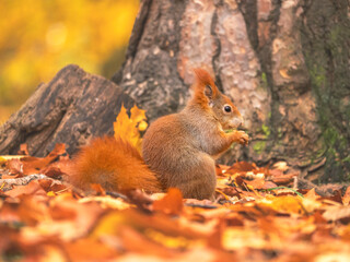 red squirrel or Eurasian red squirrel (Sciurus vulgaris) in autumn forest
