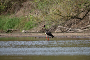 black stork in water © Robert