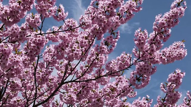 breathtaking 4k video delicate cherry blossoms swaying gently vivid blue sky offering space titles logos &mdash; perfect seasonal branding relaxation travel content
