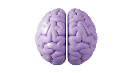 Top view of a purple brain isolated on transparent background