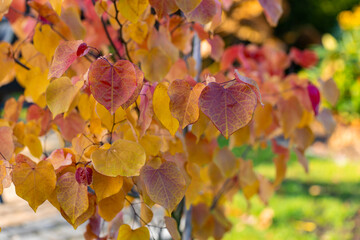 Eastern redbud tree 