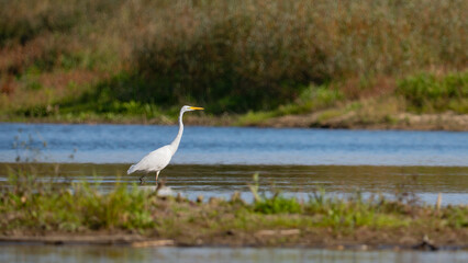 great white heron
