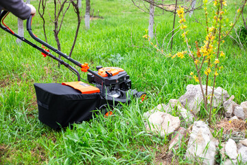 A gardener mows the grass with a lawn mower near yellow forsythia in the garden