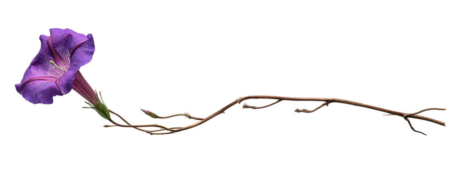 Purple flower on delicate, extending stems