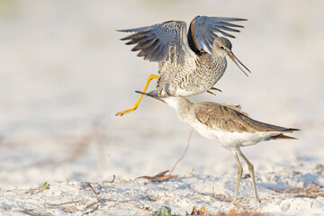 Greater yellowlegs and willet fighting on the beach.
