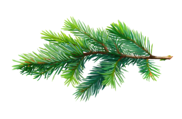 Detailed illustration of a vibrant green fir branch