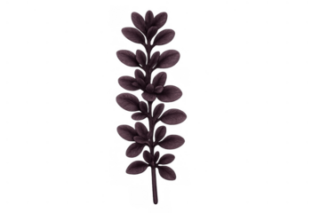 Dark purple botanical sprig illustration with small leaves, creating a decorative plant element on a transparent background