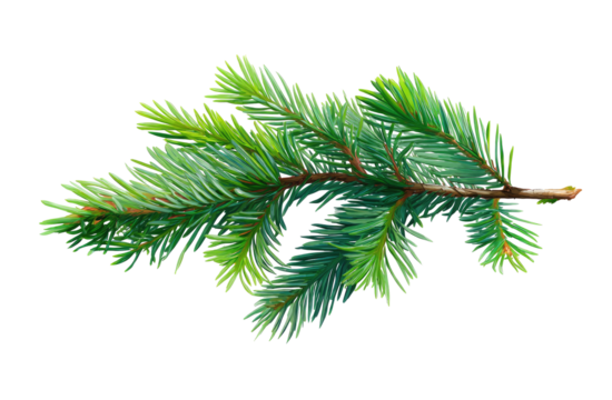 Detailed illustration of a vibrant green fir branch