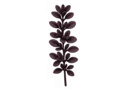 Dark purple botanical sprig illustration with small leaves, creating a decorative plant element on a transparent background