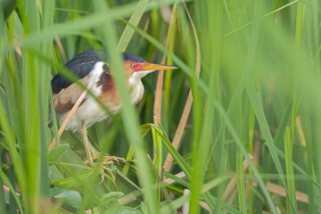  An adult least bittern (Botaurus exilis) hiding in the reeds.