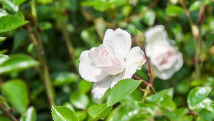 Close-up of a pale pink rose (Rosa) with delicate petals and soft natural texture.