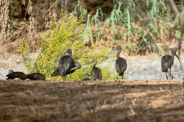 A group of Glossy Ibises (Plegadis falcinellus) resting and preening at Fuente del Rey Lagoon in Seville. The sunlight enhances the metallic green and bronze iridescence of their plumage
