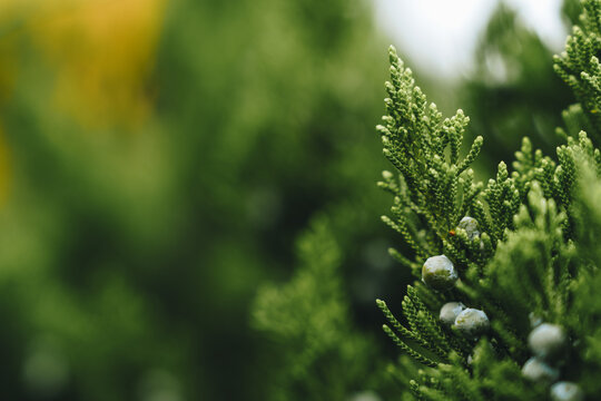 Close-up view of green foliage with small blue berries in a natural setting