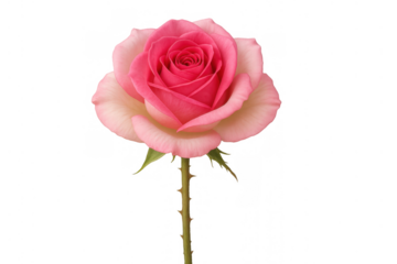 Pink rose flower blooming, symbolizing love, romance, beauty, and delicate nature on a transparent background