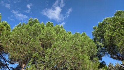 Serene pine trees under clear blue sky for nature lovers and environmental design