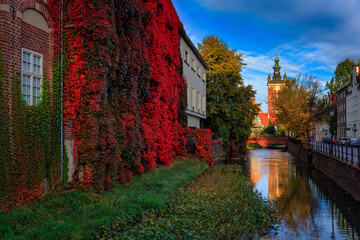 Autumn landscape of Gdansk with a wall covered with red ivy leaves. Poland