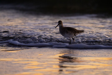 Willet Sandpiper in Foamy Surf at Sunrise with Golden Reflections