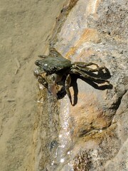Crab on Beach in San Diego, California
